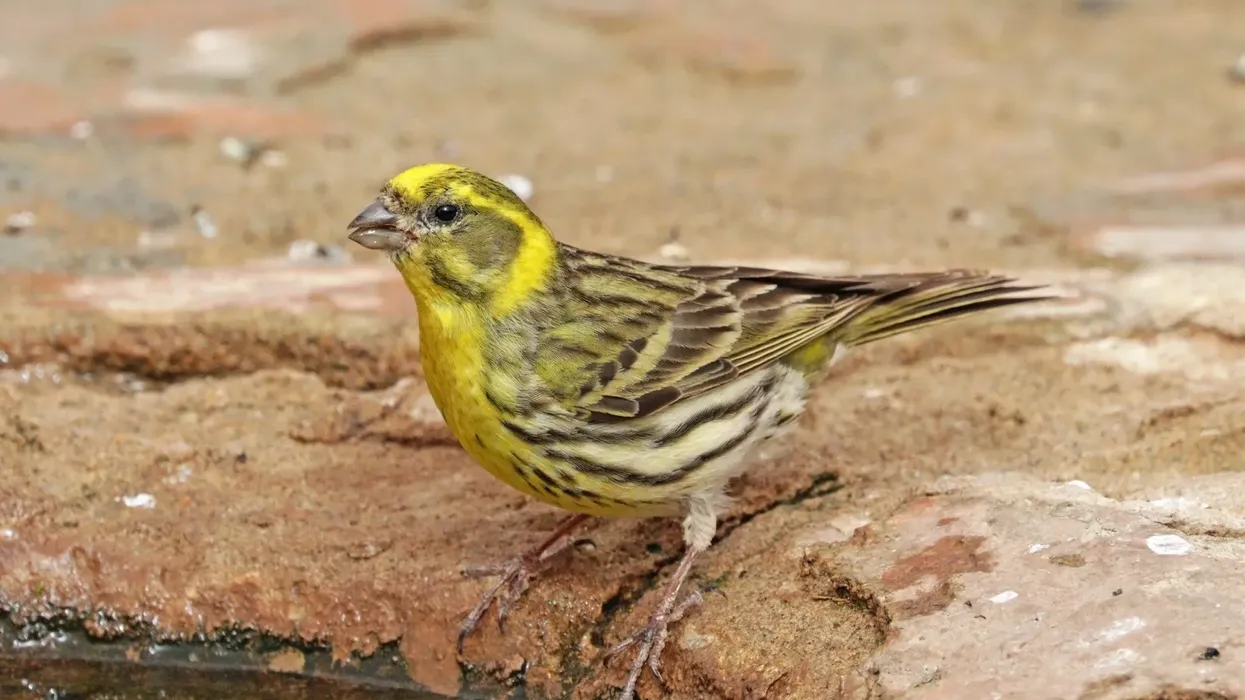 European serin facts talk about the yellow wing streaks on the male bird!