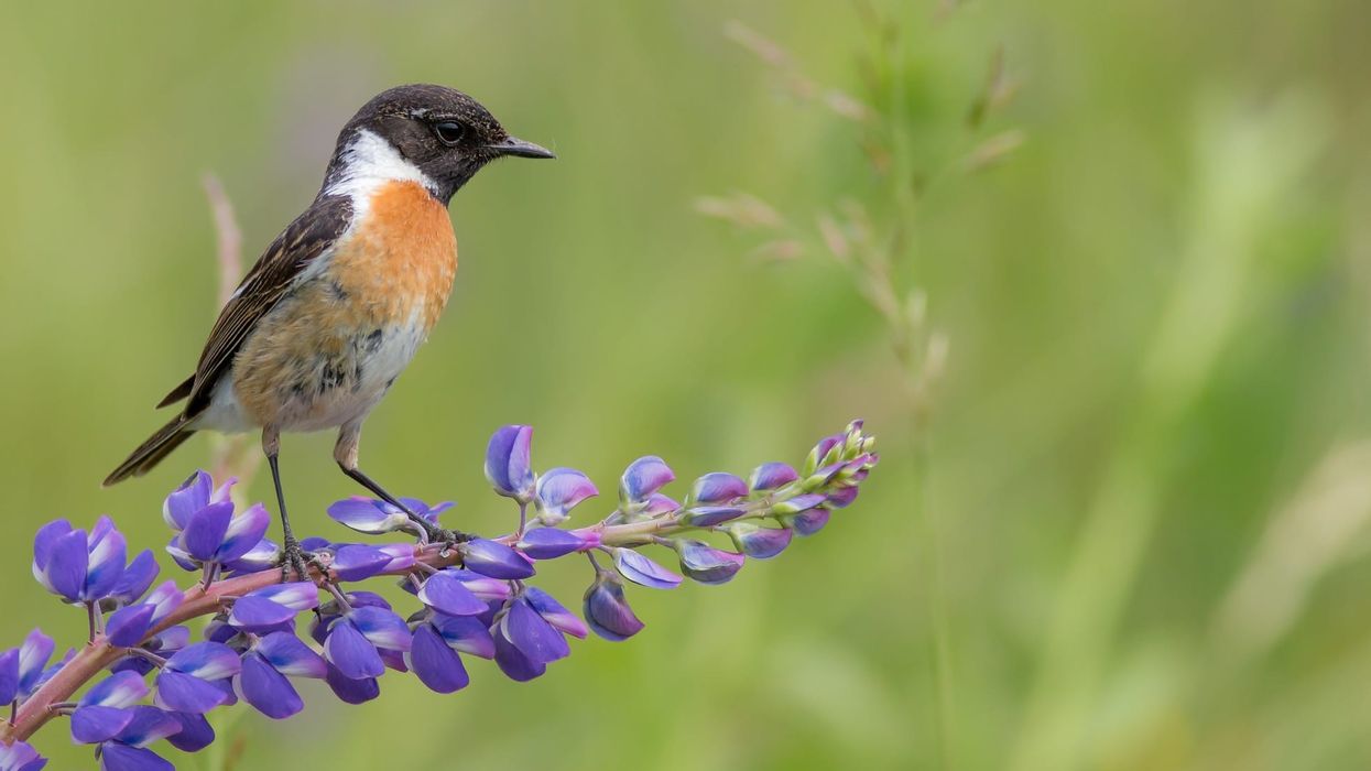 European stonechat facts include that it is a partially migrant or short-distance migrant species.