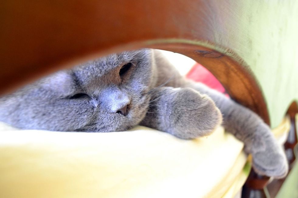 Ever wondered why do cats sleep at the foot of the bed? Cats love sleeping at the foot of your bed, near your feet.