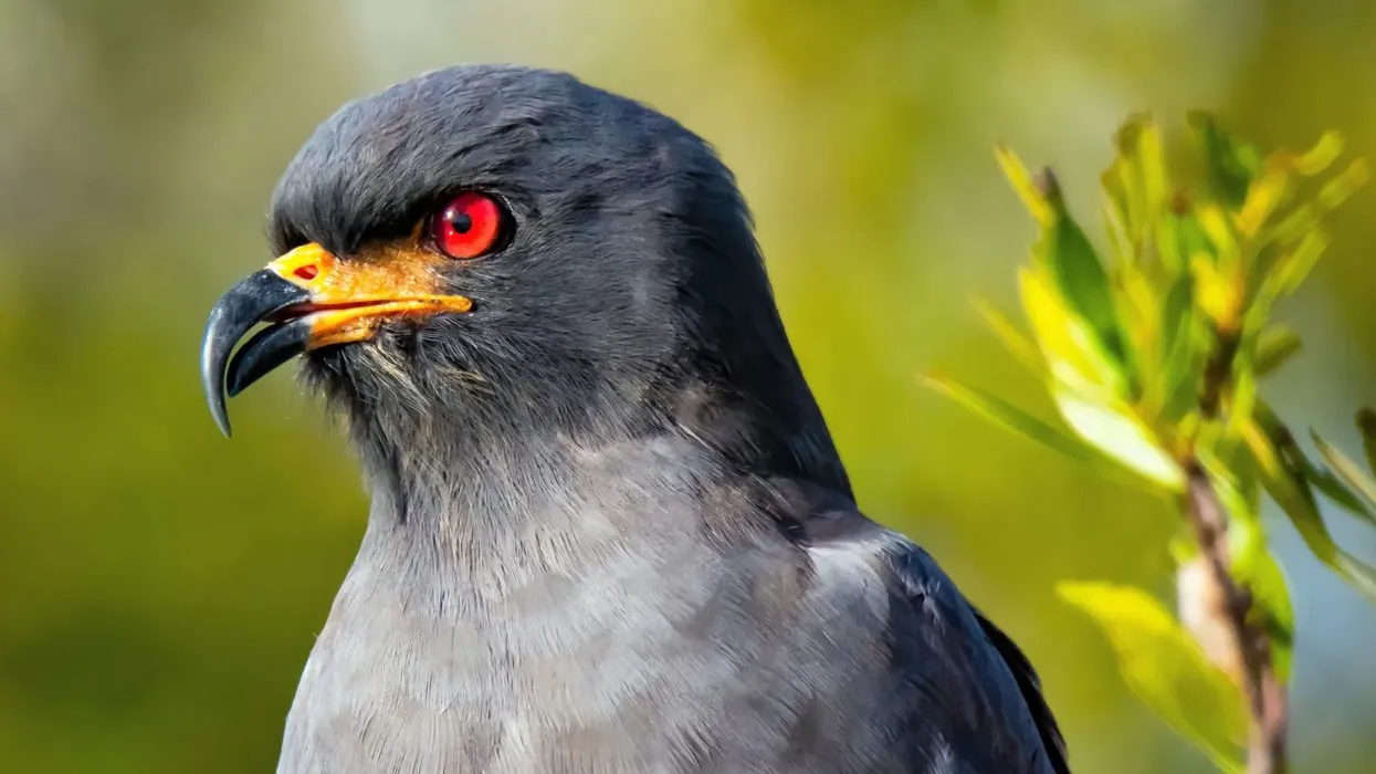 Everglade snail kite facts talk about how they prey on apple snail.