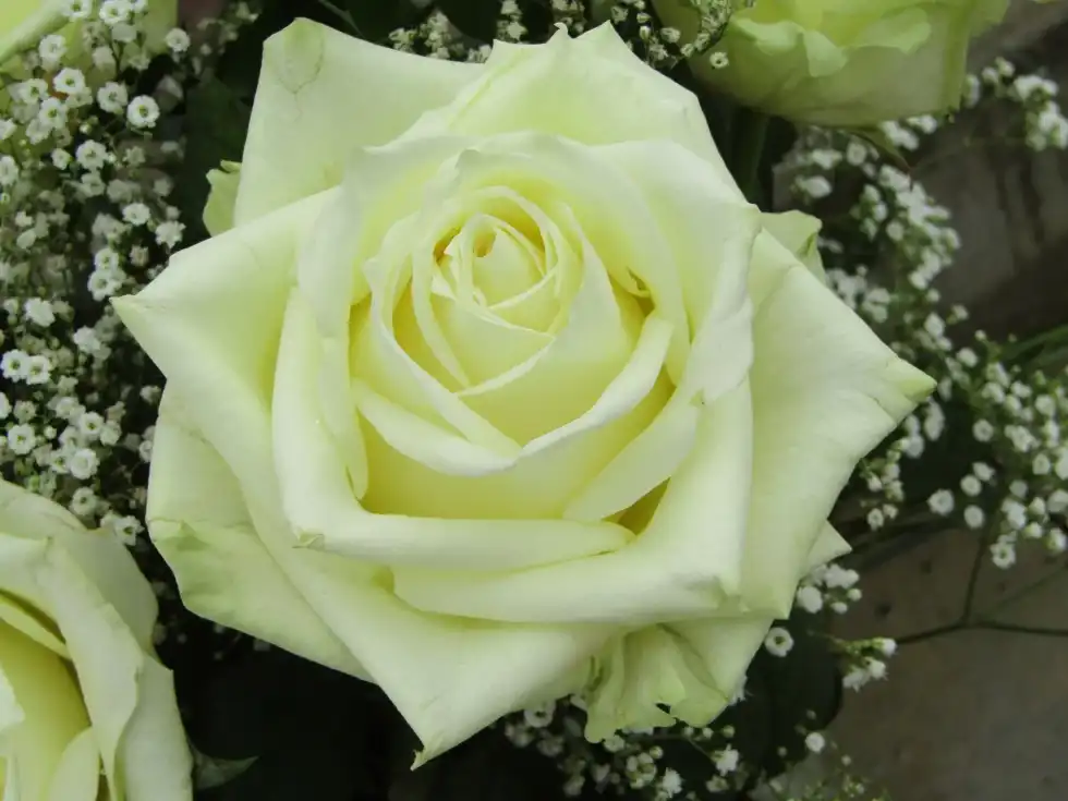 Every artist wants to know what color is ivory and if it is slightly neutral.