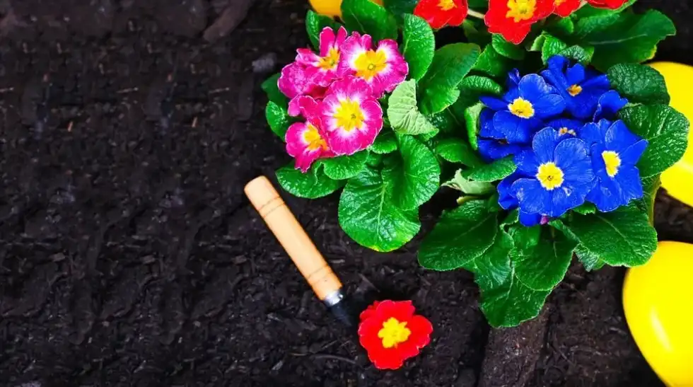 Everyone interested in plants and how to grow them must learn about horticulture facts.