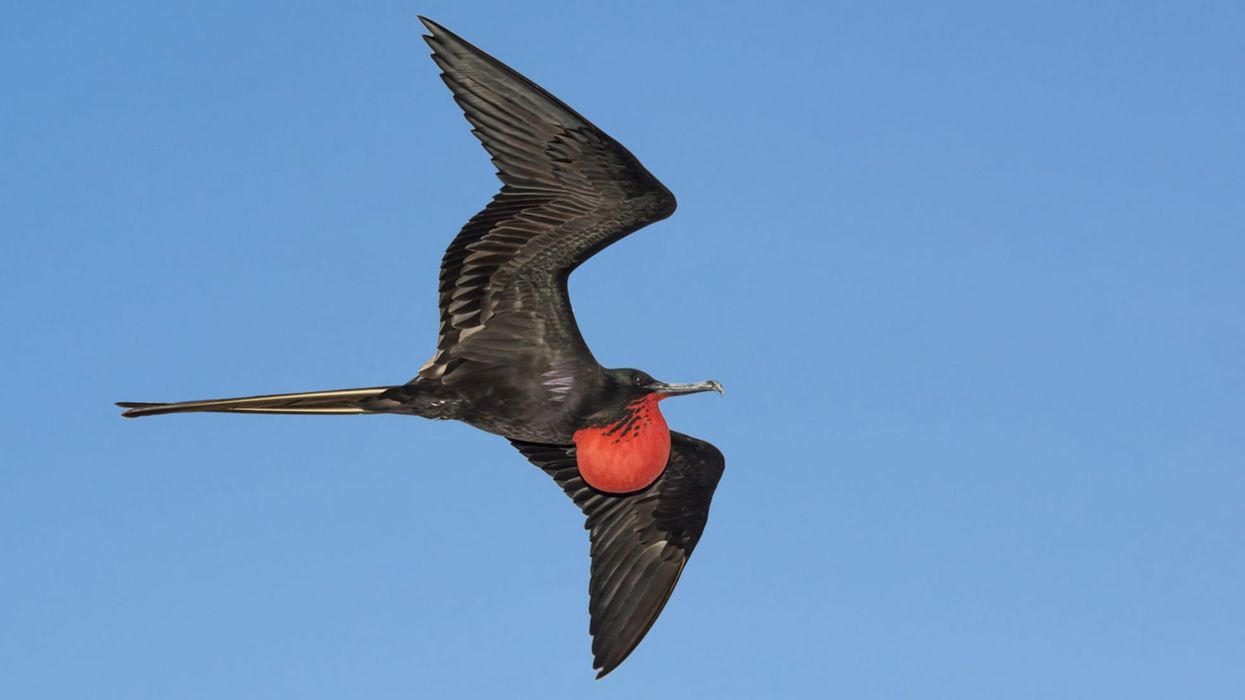 Everyone loves reading some fun Frigate Bird facts!