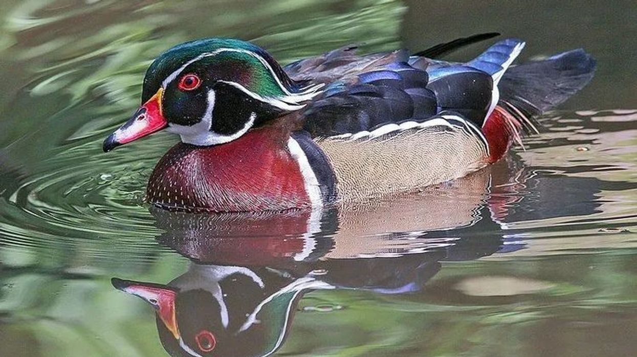 Everyone will find these wood duck facts amusing.