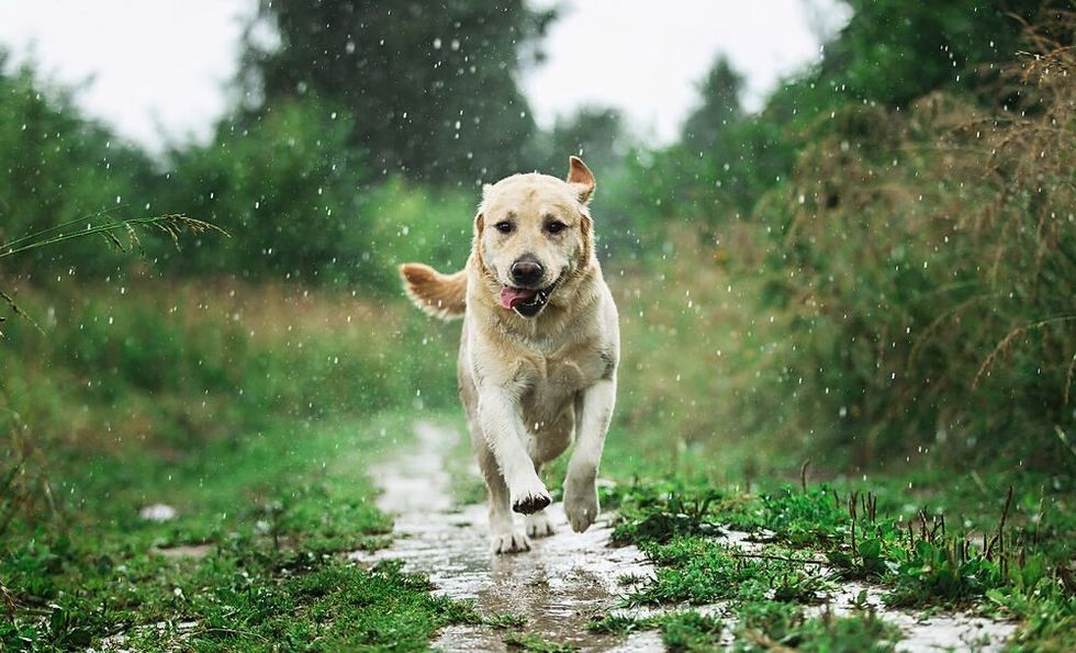 Excited Labrador Retriever running along grassy path while having fun in nature on rainy day