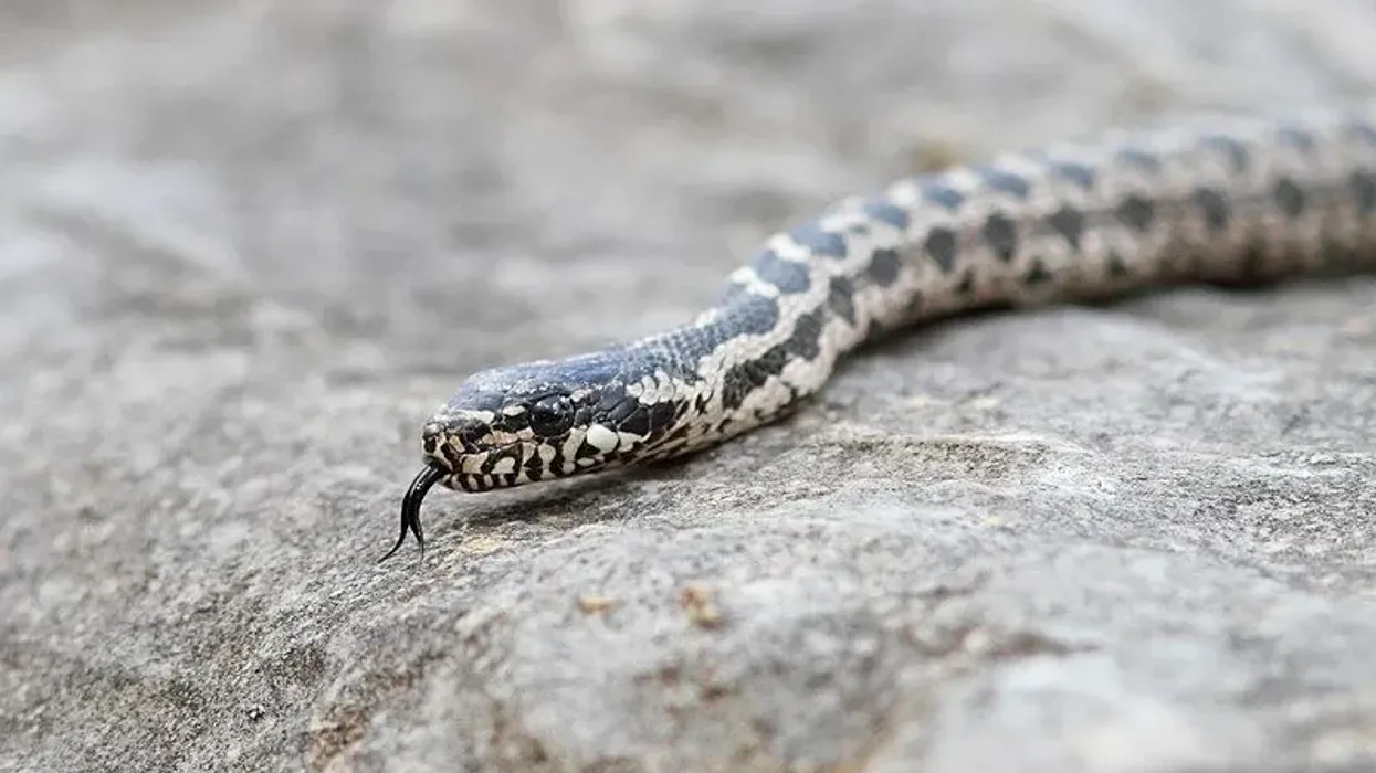 Exciting four-line snake facts you get to know from this article