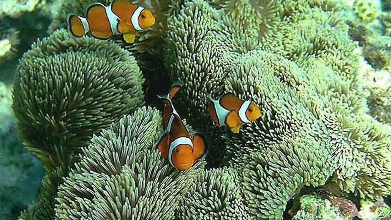 Exhilarating ocellaris clownfish facts for fish lovers.