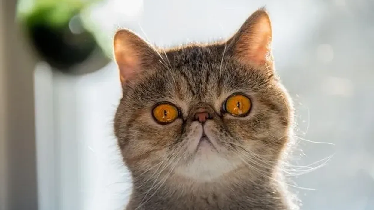 Exotic shorthair facts for the cutest cat!