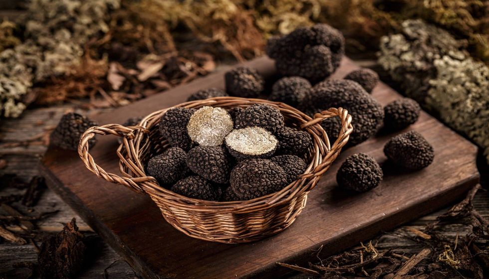 The Terrible Truffle Toll Why Are Truffles So Expensive? Kidadl