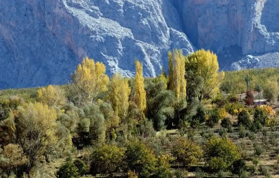 Explore eastern cottonwood tree facts through this article!