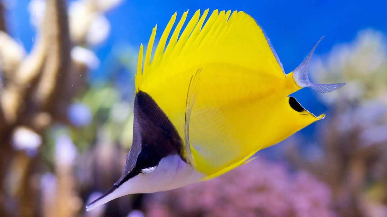 Explore longnose butterflyfish facts such as it belongs to genus Forcipiger found near coral branches.
