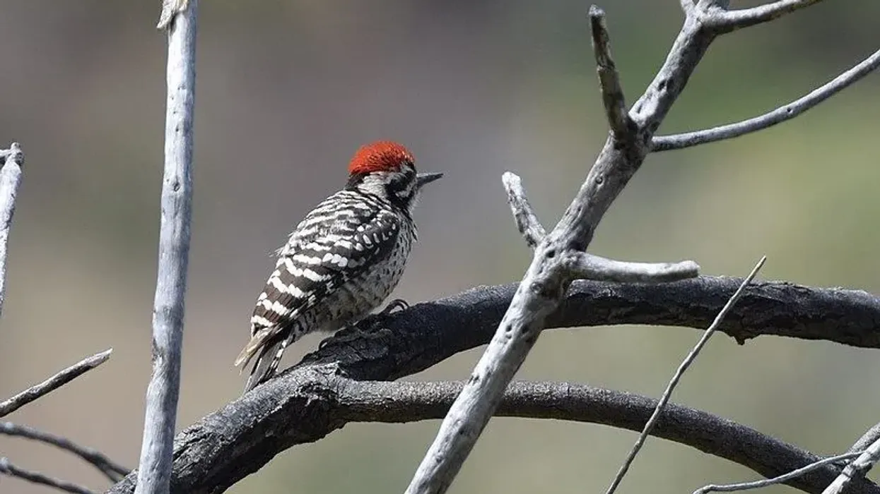 Explore more Ladder-backed woodpecker facts.