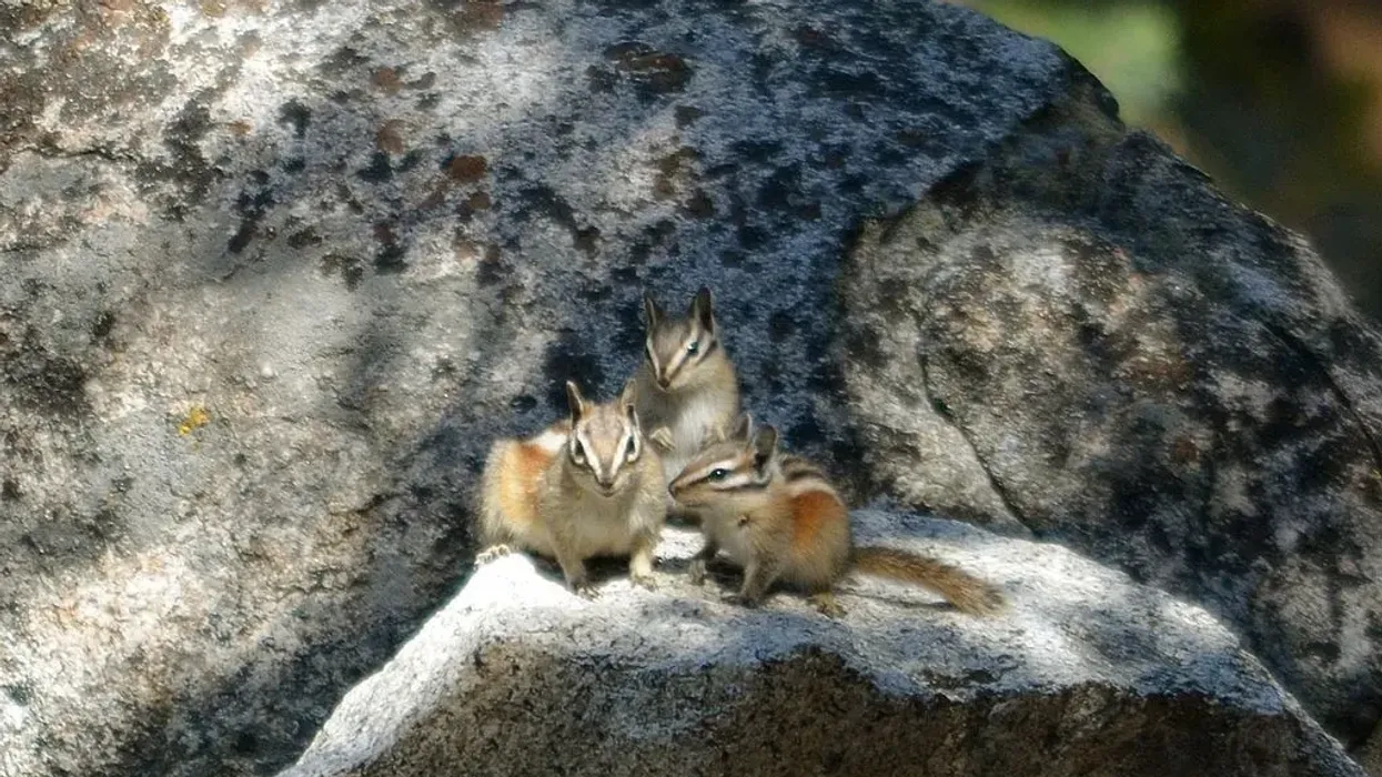 Explore the Alpine Chipmunk Facts to understand all the quirks of this cute species