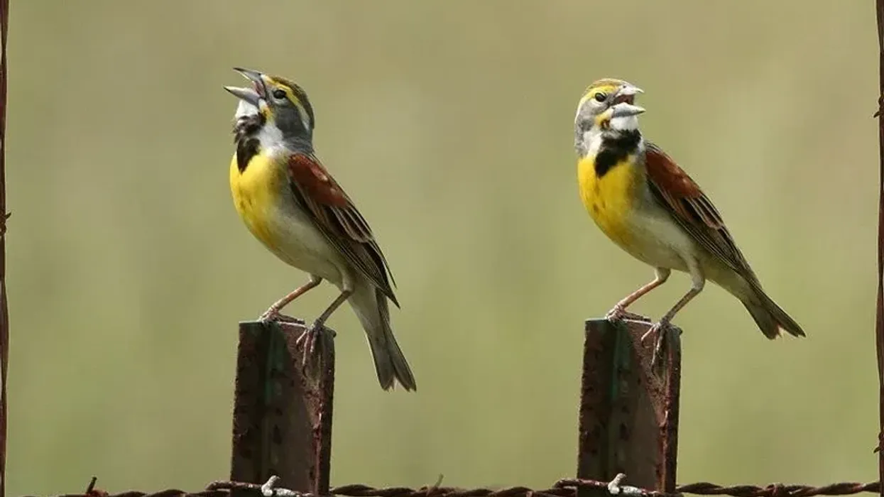 Explore the Dickcissel bird facts, a North American species found Feeding on seeds over the grassland.