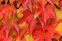 Explore the Sweetgum tree, the great shade tree with star-shaped leaves.