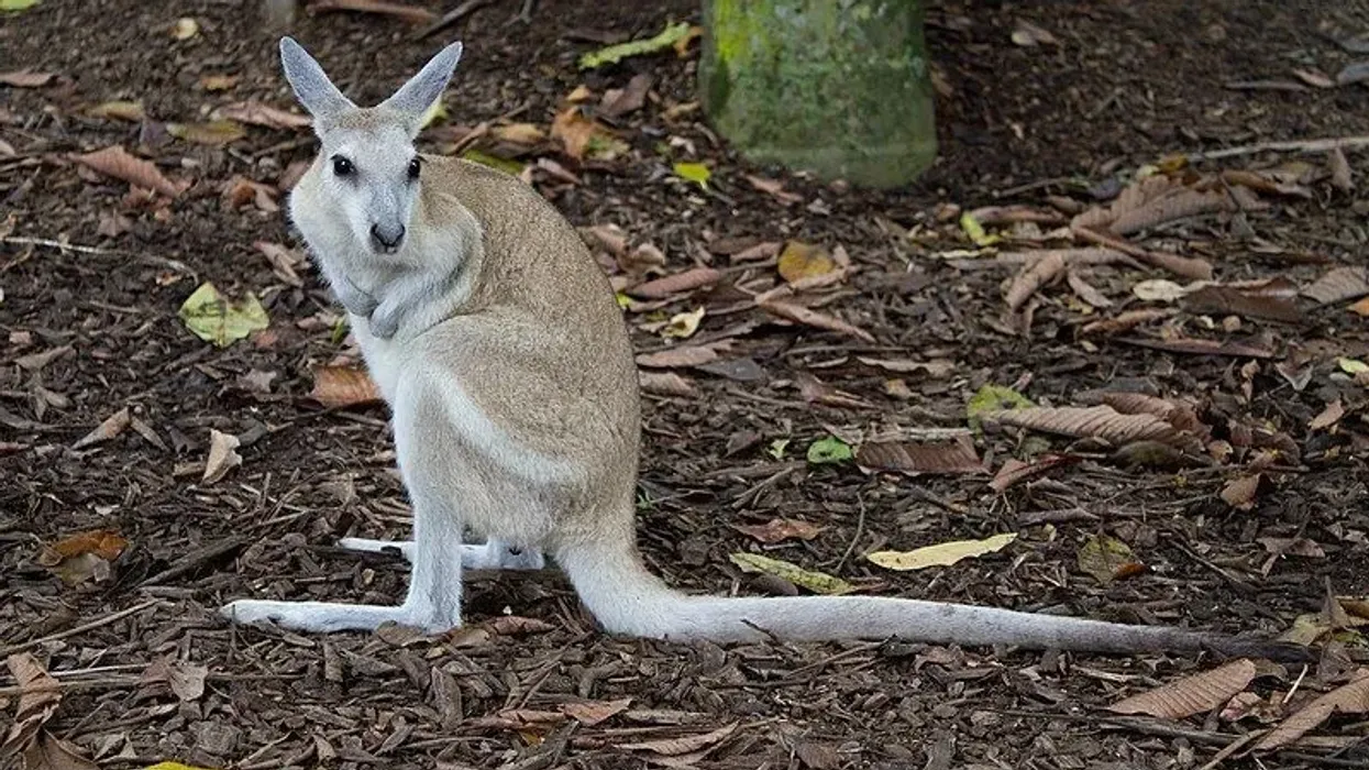Explore these bridled nail-tail wallaby facts to learn more about this animal.
