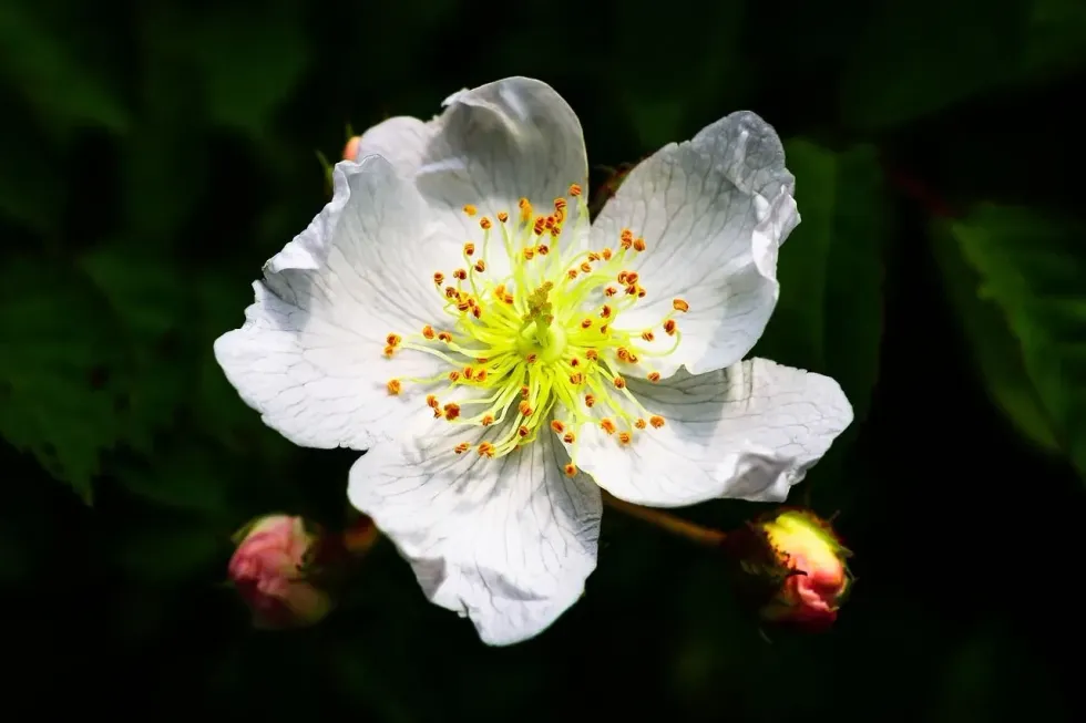 Explore these creeping multiflora rose facts and uncover their lesser-known secrets