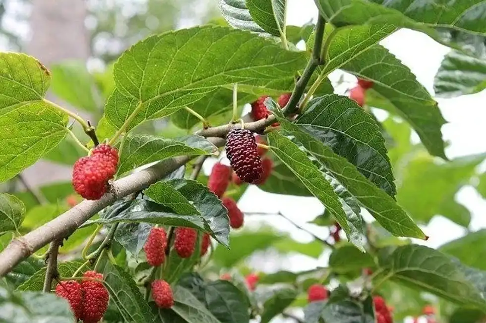 Explore these mulberry tree facts and unwrap their silky gospel