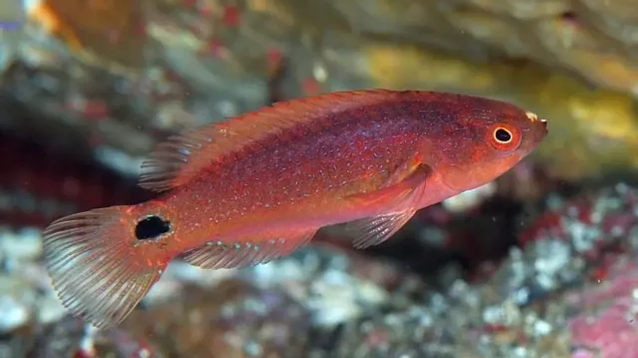 Exquisite wrasse facts encapsulates a wide range of information from their color to their geographical location.
