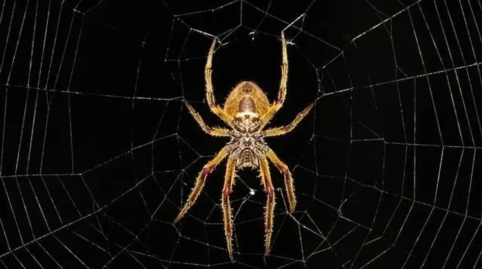 Extreme fear of spiders can cause a panic attack in some people. Read more arachnophobia facts.