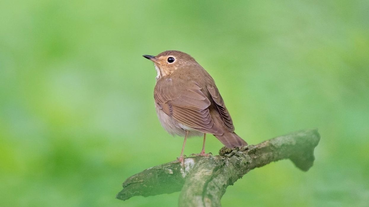 Eyebrowed thrush facts will make you fall in love with these birds.
