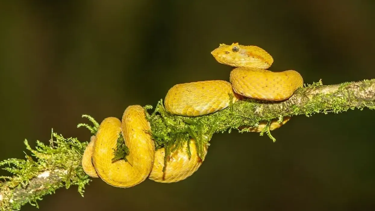 Eyelash viper facts are fun to read.