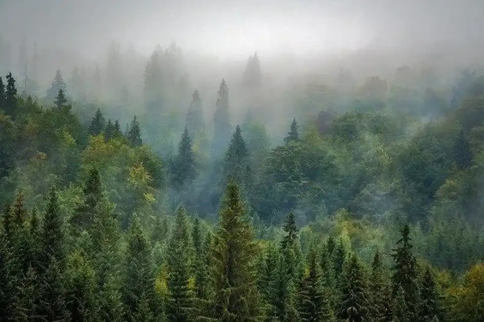 Facts about average pine tree height are really interesting for students.