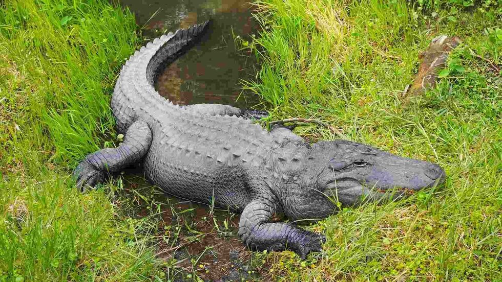 Facts about how do alligators mate make for an interesting read.