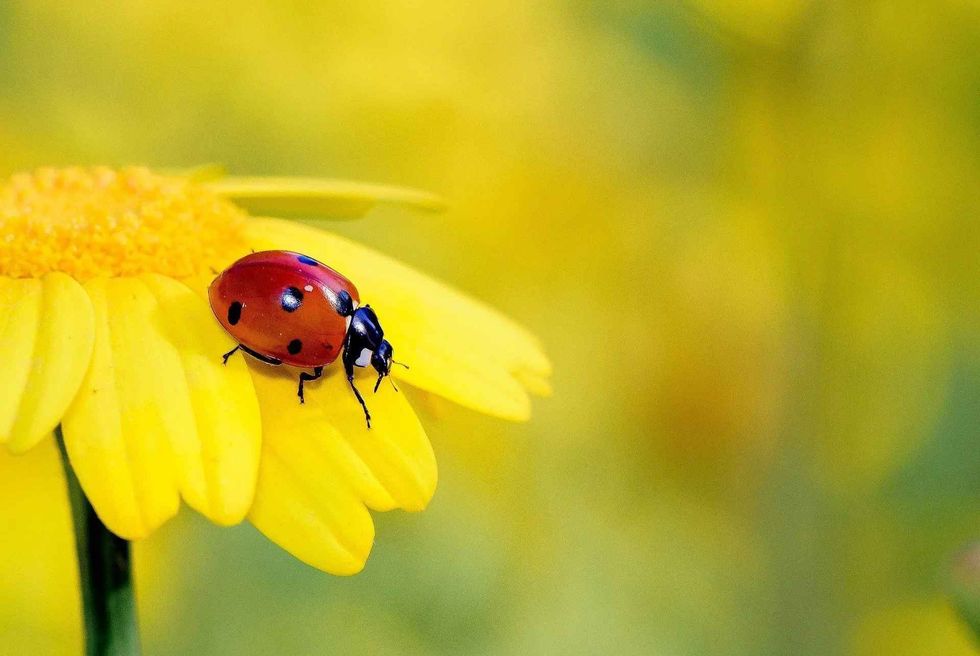 Facts about how insects breathe tell about unique breathing patterns of these fascinating creatures we call insects.