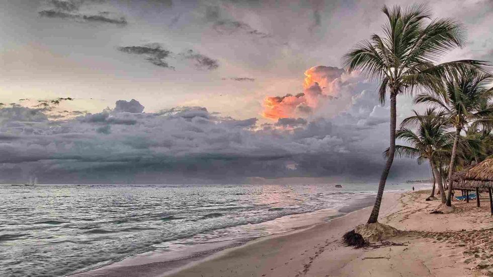 Facts about palm trees are educational for students of all ages.