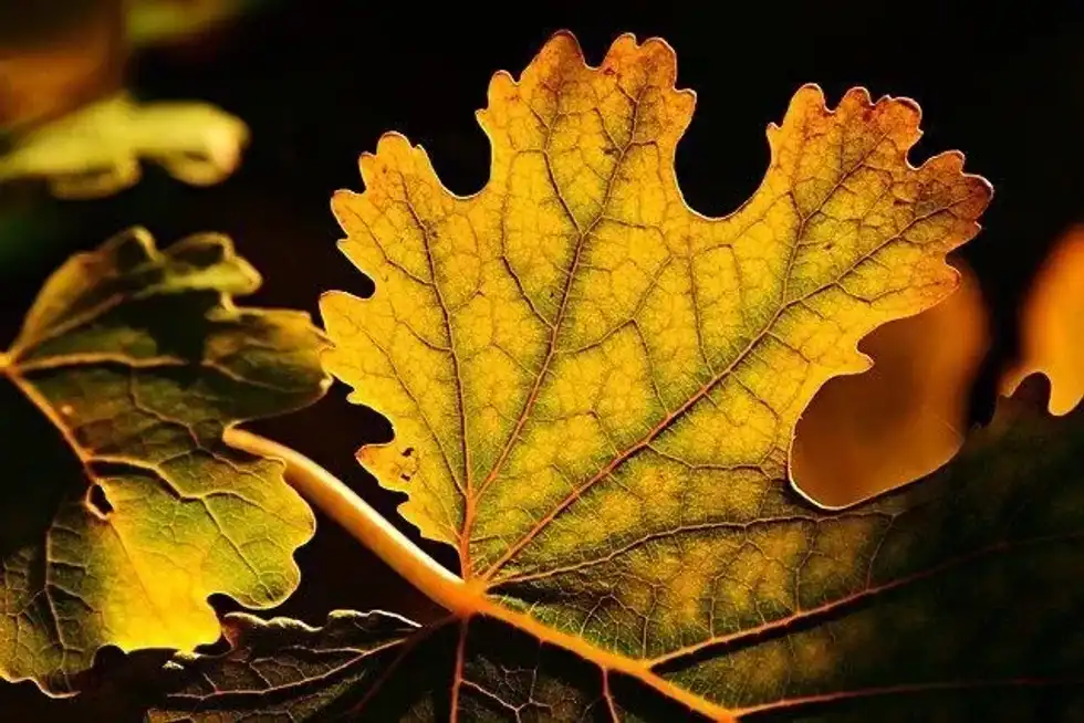 Facts about photosynthesis will help you to understand oxygen catastrophe.