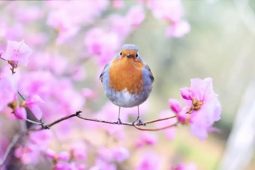 Facts about robins will tell you more about British robins and American robins.
