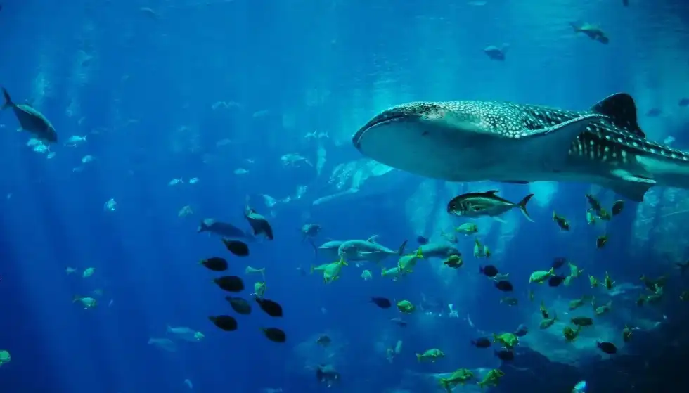 Facts about sharks will tell you more about shark embryos and baby sharks.