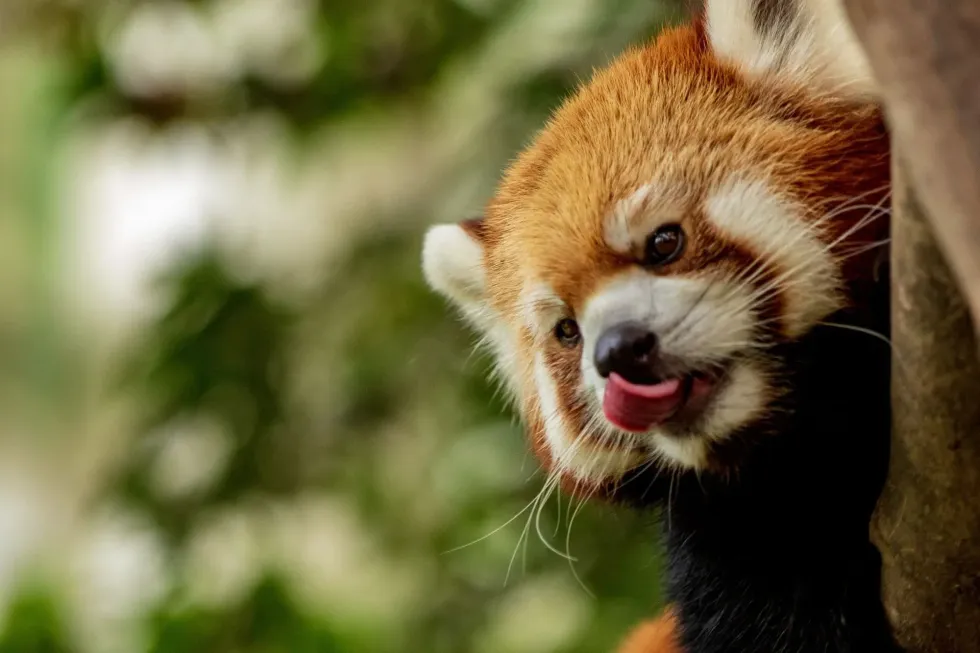 Facts about the albino red panda are for all animal lovers.