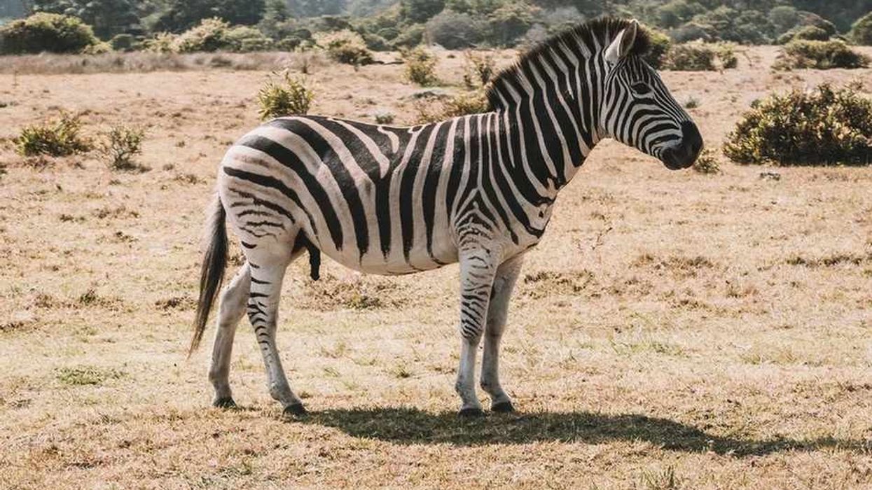 Facts about the black and white herbivore called the zebra.