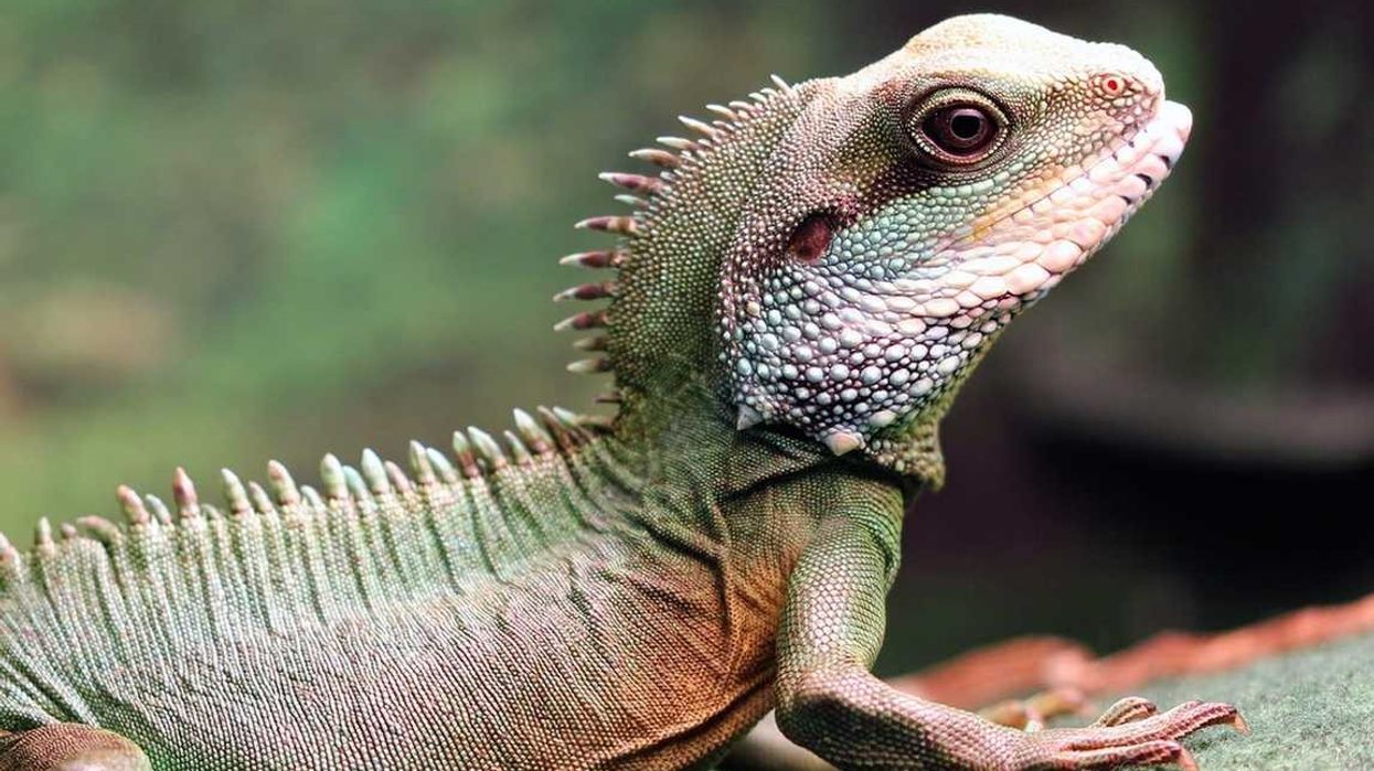 Facts about the Chinese water dragon, a semi-aquatic species.