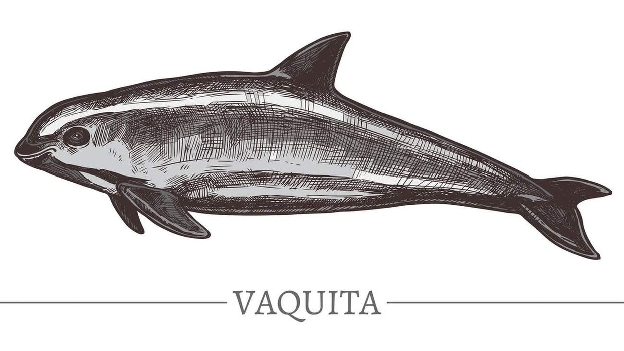 Facts about the endangered marine mammal Vaquita.