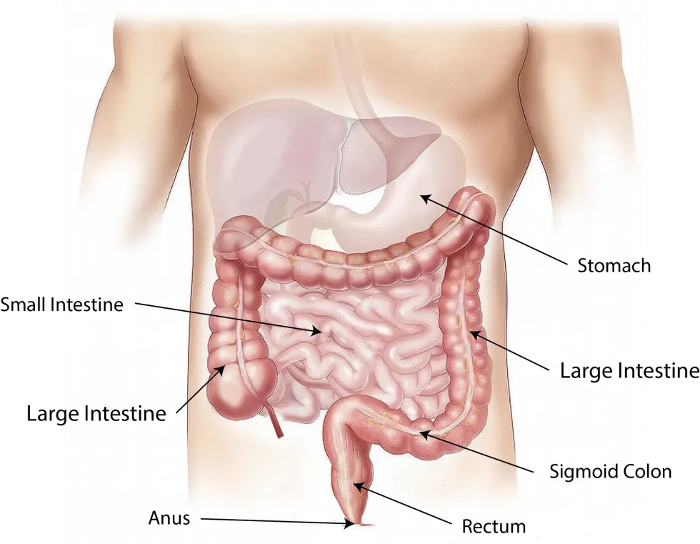 Facts about the four parts of the stomach are extremely important to understand the role of digestive fluid.