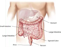 Facts about the four parts of the stomach are extremely important to understand the role of digestive fluid.