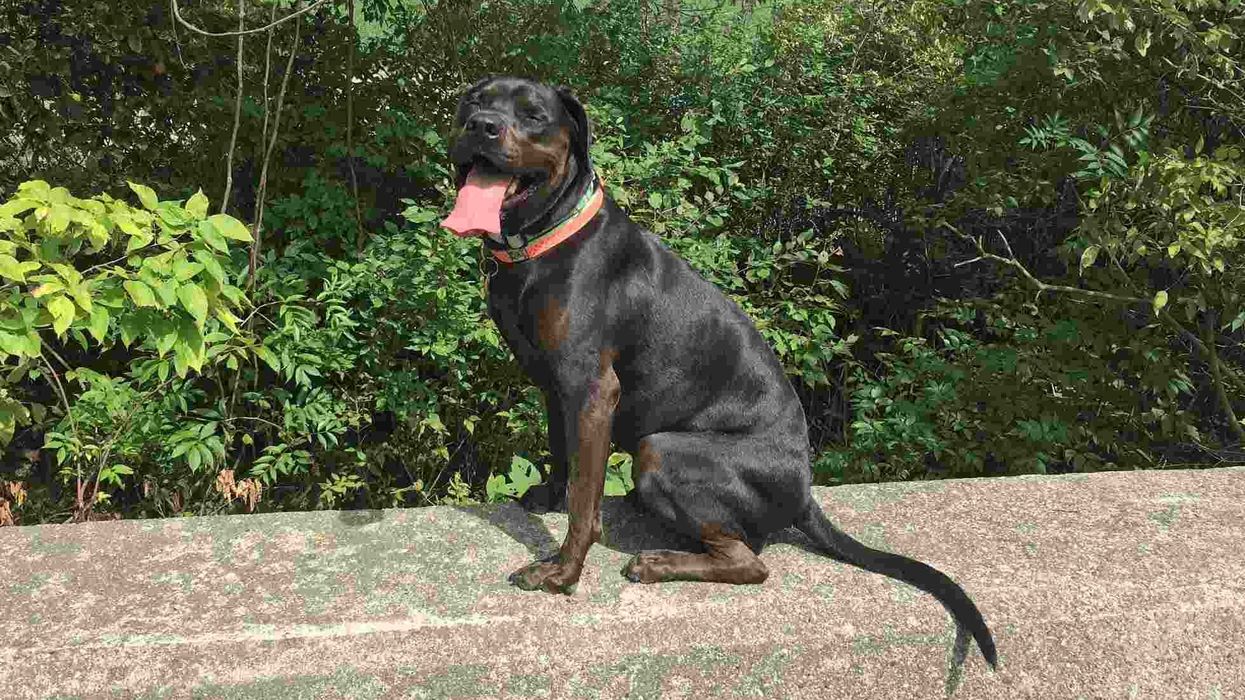 Facts about the rottweiler-bulldog mixed breed.