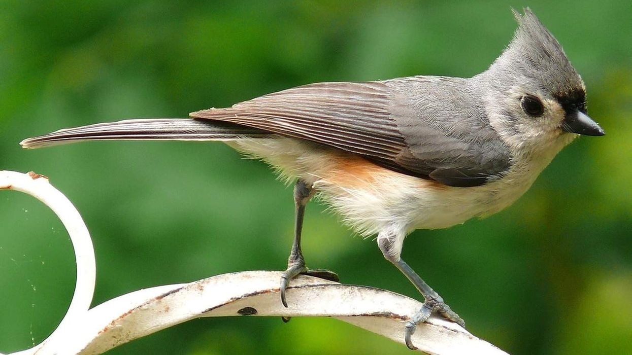 Facts about the tufted titmouse are fascinating.