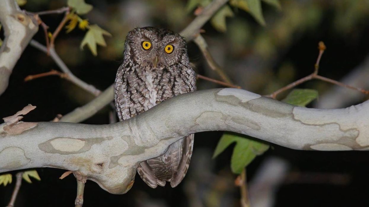 Facts about the whiskered screech owl, a species native to North and Central America.