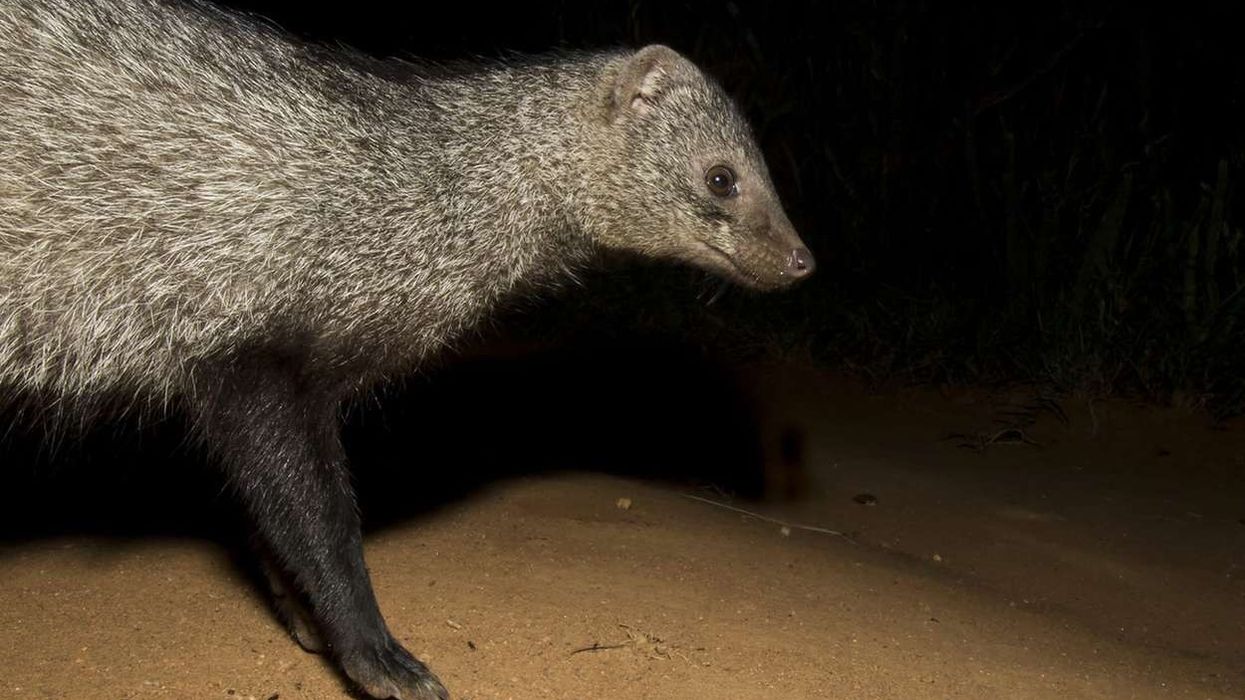 Facts about the white-tailed mongoose are interesting.