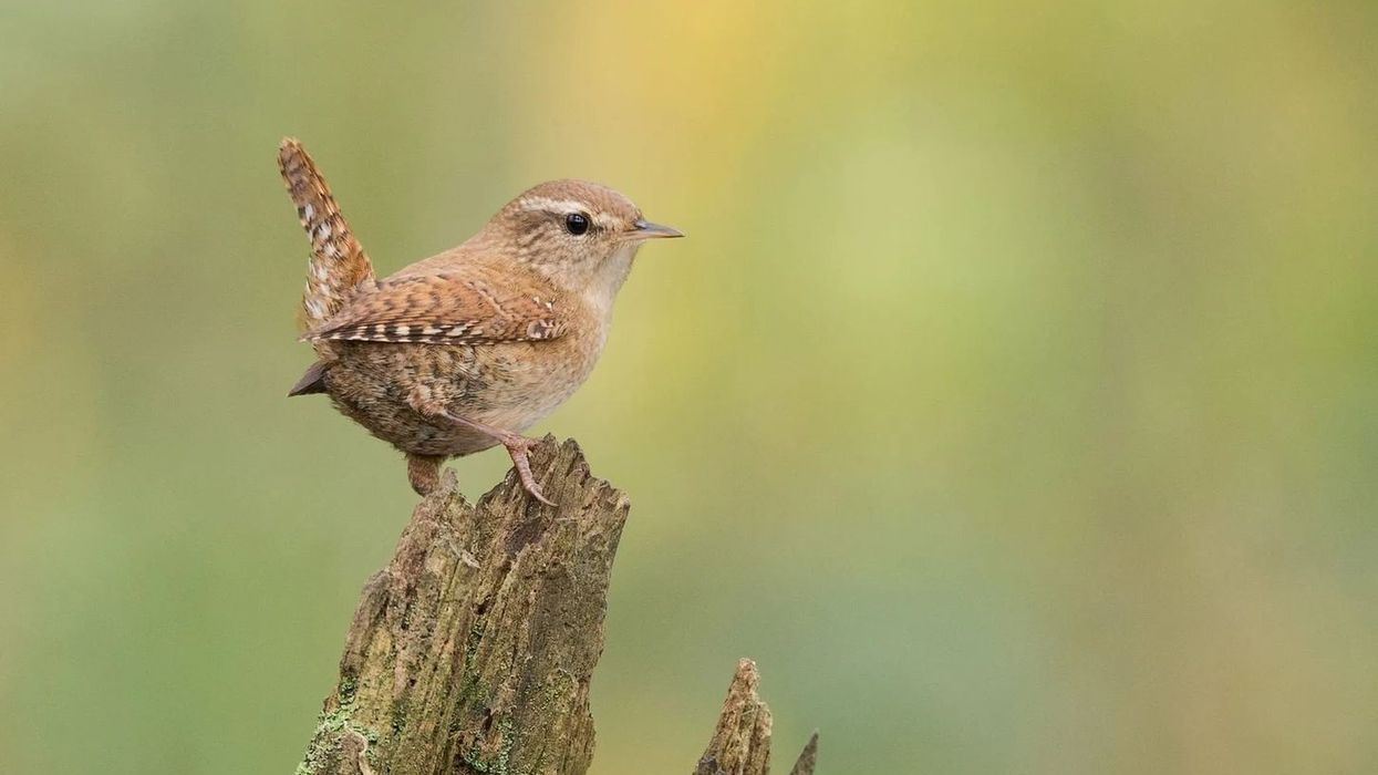 Facts about the Winter Wren, a bird whose habitat is under threat from climate change.