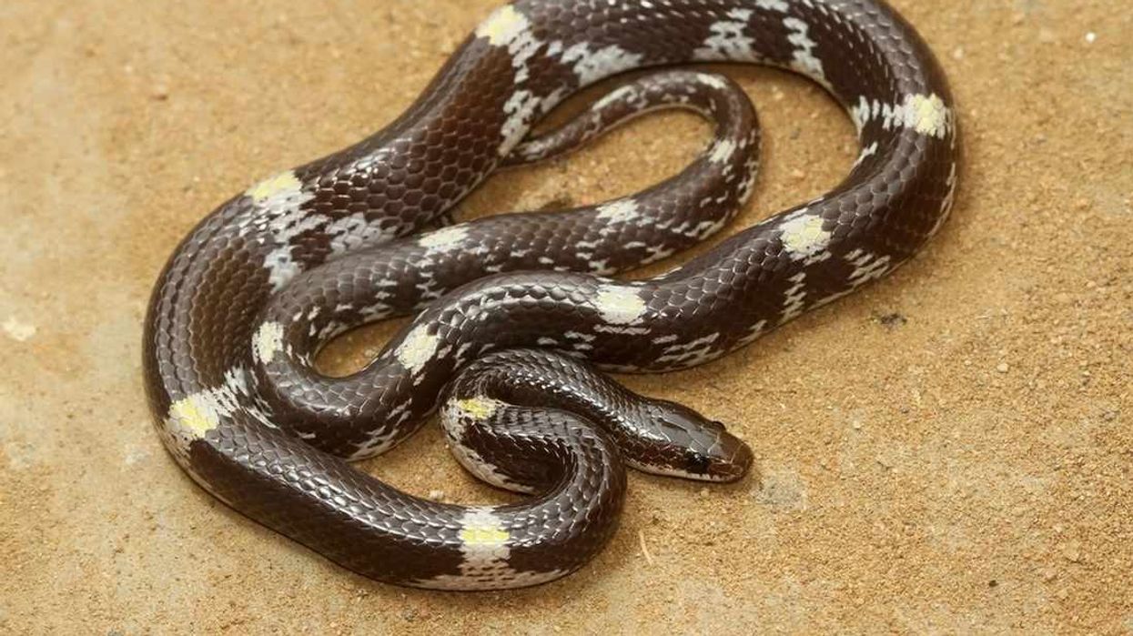 Facts about the wolf snake, a rare snake species that preys on house geckos.