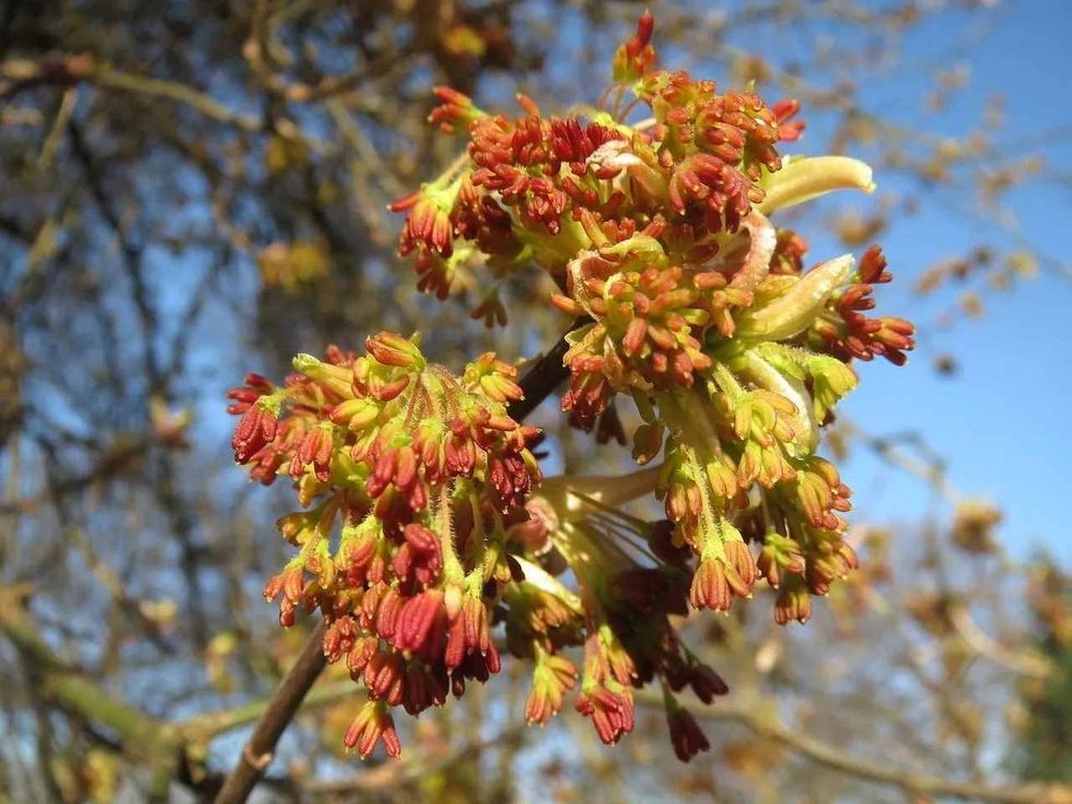 facts about trees that are a type of Maple 