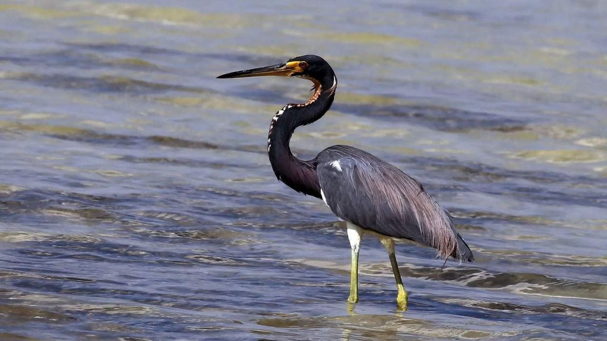 Facts about tricolored herons found in North America.