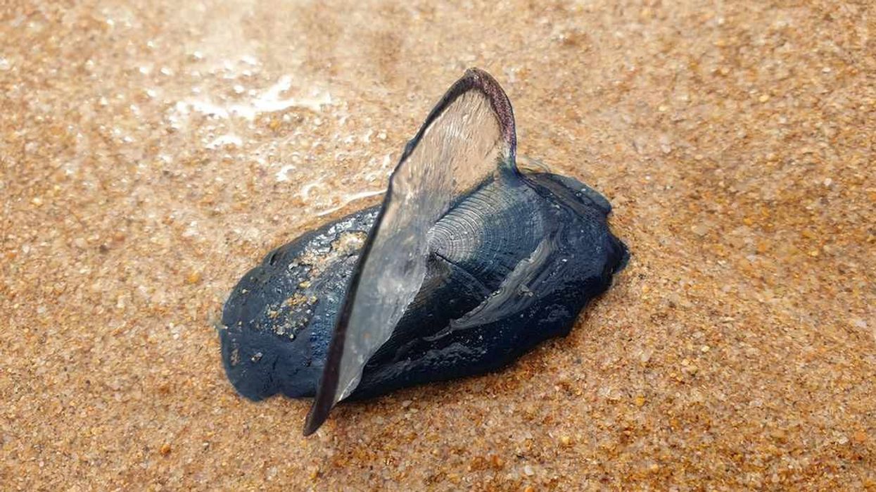 Facts about Velella velella, the species that resembles a Portuguese Man of War.