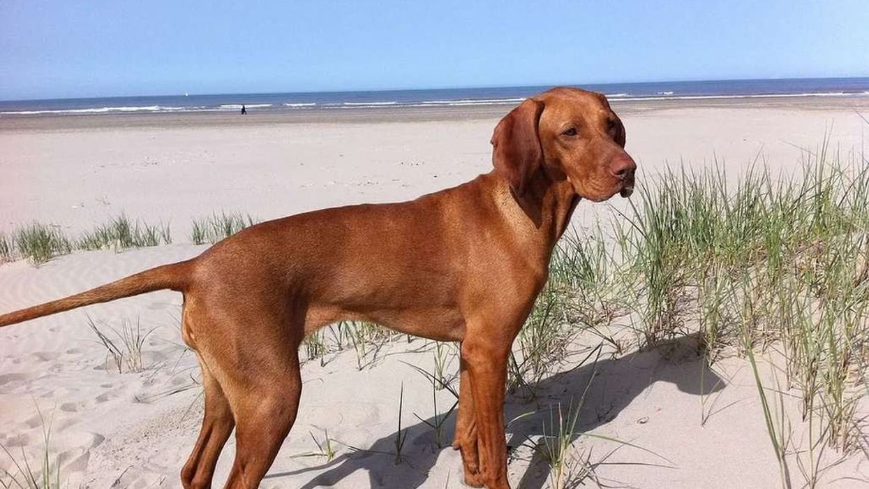 Facts about Vizsla hunting dogs who love to please their owners.