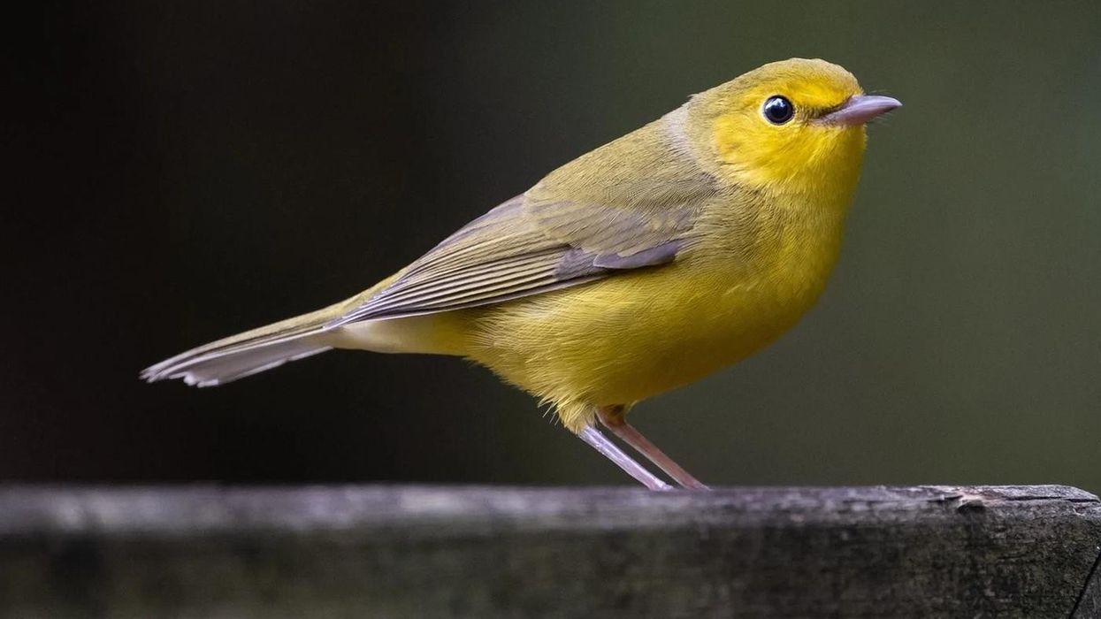 Facts about Warblers